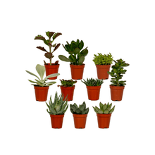 Kamerplant 10x Succulenten Mix - Pot Ø 5,5cm Hoogte ↕ 7cm