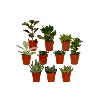 Kamerplant 10x Succulenten Mix - Pot Ø 5,5cm Hoogte ↕ 7cm