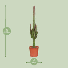 Kamerplant - Euphorbia Trigona Rubra - Pot Ø 17cm Hoogte ↕ 70cm