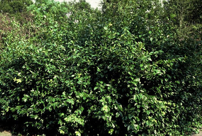 Buitenplant 24x Euonymus fort. 'Coloratus' - Bladhoudend - Pot Ø 9cm Hoogte ↕ 10-25cm
