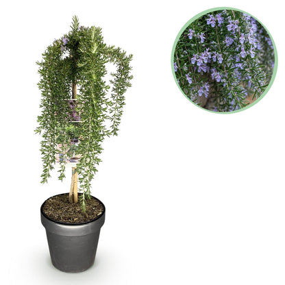 Buitenplant - Rosmarinus officinalis Prostratus op Stam - Winterhard - Pot Ø 19cm Hoogte ↕ 90cm