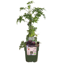 Buitenplant - Rubus fruticosus 'Thornless Evergreen' - Doornloze Braam - Pot Ø 13cm Hoogte ↕ 45cm