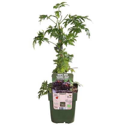 Buitenplant - Rubus fruticosus 'Thornless Evergreen' - Doornloze Braam - Pot Ø 13cm Hoogte ↕ 45cm