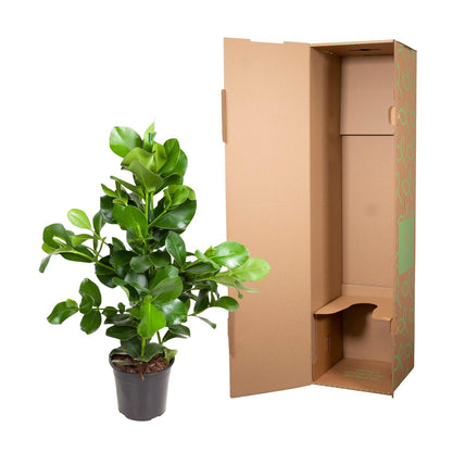 Kamerplant - Clusia Rosea - Luchtzuiverend - Pot Ø 24cm Hoogte ↕ 100cm