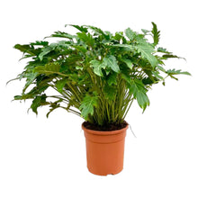 Kamerplant - Philodendron Xanadu - Pot Ø 30cm Hoogte ↕ 80cm