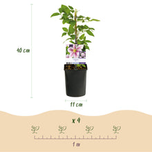 Buitenplant 2x Clematis Piilu - Bloeiend - Pot Ø 11cm Hoogte ↕ 40cm