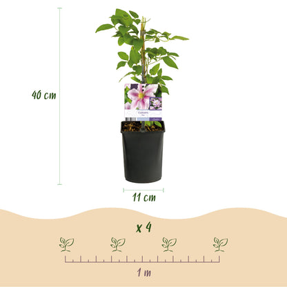 Buitenplant 2x Clematis Piilu - Bloeiend - Pot Ø 11cm Hoogte ↕ 40cm
