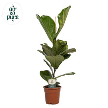 Kamerplant - Ficus Lyrata - Pot Ø 17cm Hoogte ↕ 60cm