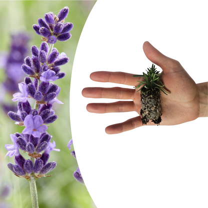 Buitenplant 6x Lavandula 'Hidcote' - Lavendel Pluggen - Bloeiend Winterhard