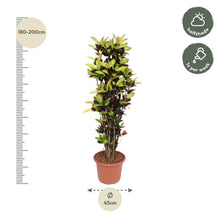 XL Kamerplant - Codiaeum Iceton (Croton Iceton) - Pot Ø 45cm Hoogte ↕ 190cm