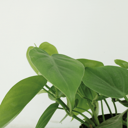 Kamerplant 2x Philodendron Scandens - Pot Ø 12cm Hoogte ↕ 15cm