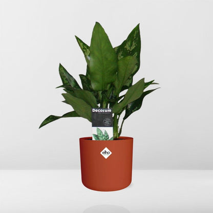 Kamerplant - Aglaonema Maria - Pot Ø 14cm
