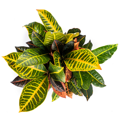 Kamerplant - Codiaeum 'Croton' Petra - Pot Ø 17cm Hoogte ↕ 40-60cm