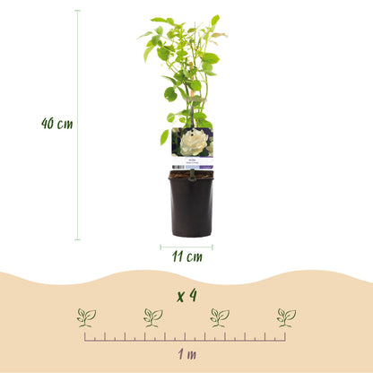 Buitenplant 2x Rosa White Climber - Klimroos Wit - Pot Ø 11cm Hoogte ↕ 40cm