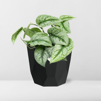 Kamerplant - Scindapsus Pictus 'Trebie' - Hangplant - Pot Ø 14cm