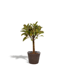 Kamerplant - Ficus elastica Melany op stam - Pot Ø 21cm Hoogte ↕ 90cm