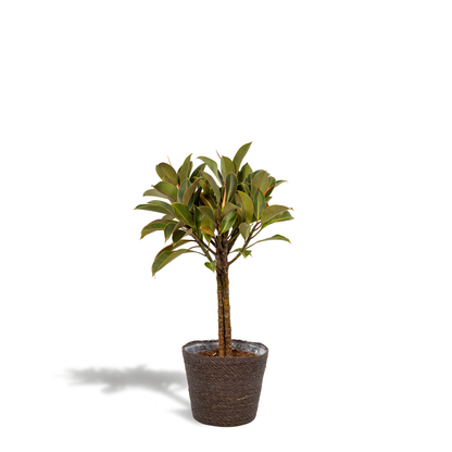 Kamerplant - Ficus elastica Melany op stam - Pot Ø 21cm Hoogte ↕ 90cm