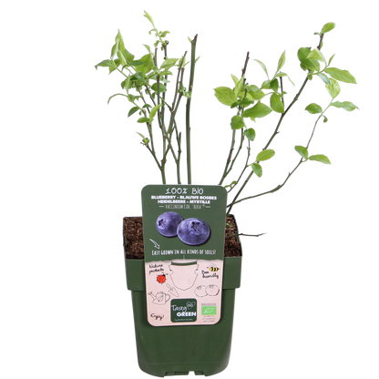 Buitenplant - Vaccinium corymbosum 'Reka' - Blauwe bes - Pot Ø 13cm Hoogte ↕ 45cm