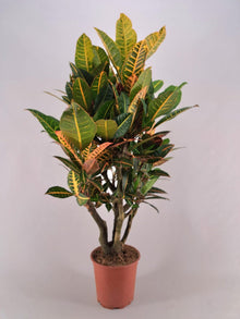 XL Kamerplant - Croton Petra Vertakt - Pot Ø 26cm Hoogte ↕ 120cm