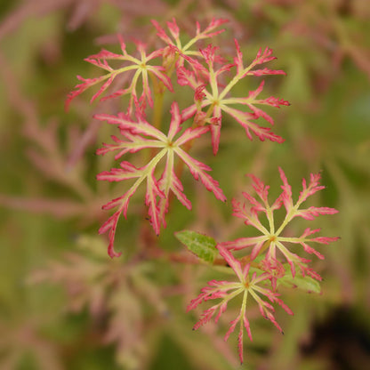 Buitenplant - Acer palmatum 'Seiryu' - Pot Ø 12cm Hoogte ↕ 35cm