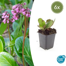 Buitenplant 6x Bergenia cordifolia 'Herbstblüte' - Bloeiend - Pot Ø 9cm Hoogte ↕ 10-25cm