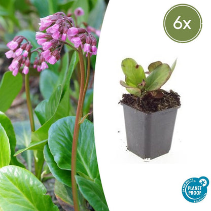 Buitenplant 6x Bergenia cordifolia 'Herbstblüte' - Bloeiend - Pot Ø 9cm Hoogte ↕ 10-25cm