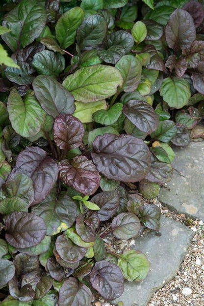 Buitenplant 48x Ajuga reptans 'Catlin's Giant' - Bloeiend - Pot Ø 9cm Hoogte ↕ 10-25cm