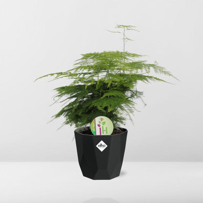 Kamerplant - Asparagus 'Plumosus' - Pot Ø 14cm