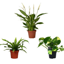 Kamerplant 3x Luchtzuiverende mix - Pot Ø 12cm Hoogte ↕ 20-45cm