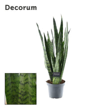 Kamerplant - Sansevieria Zeylanica - Pot Ø 14cm Hoogte ↕ 55cm