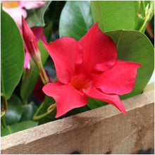 Buitenplant 6x Dipladenia Red - Mandevilla rood - Pot Ø 12cm Hoogte ↕ 25cm