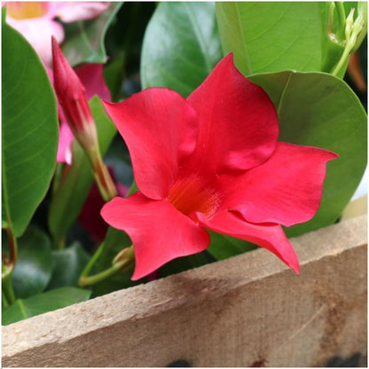 Buitenplant 6x Dipladenia Red - Mandevilla rood - Pot Ø 12cm Hoogte ↕ 25cm