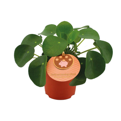 Kamerplant - Pilea Peperomioides - Pot Ø 11cm Hoogte ↕ 15cm