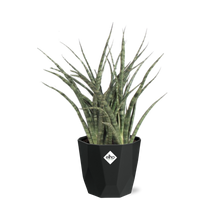 Kamerplant - Sansevieria Fernwood Punk - Luchtzuiverend - Inclusief sierpot - Pot Ø 14cm