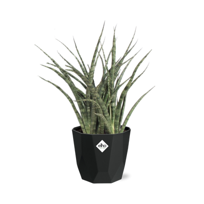 Kamerplant - Sansevieria Fernwood Punk - Luchtzuiverend - Inclusief sierpot - Pot Ø 14cm