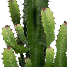 Kamerplant - Euphorbia Acrurensis - Pot Ø 24cm Hoogte ↕ 60cm