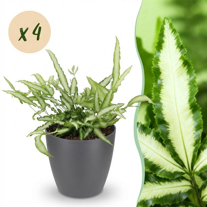 Kamerplant 4x Pteris cretica Albolineata - Lintvaren - Pot Ø 12cm Hoogte ↕ 20cm