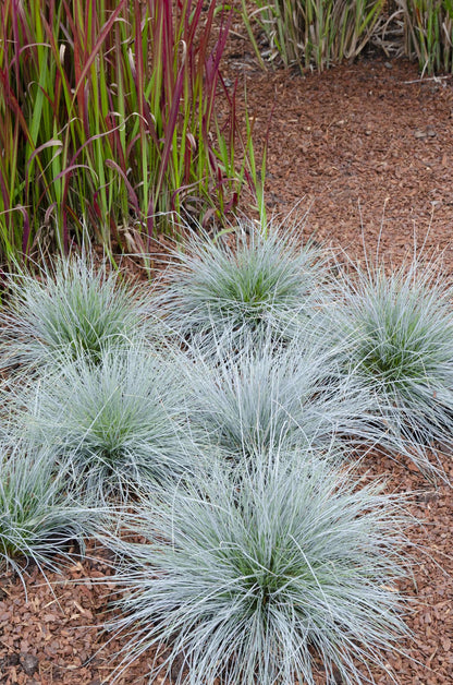 Buitenplant - Festuca glauca Azura Blue - Pot Ø 19cm Hoogte ↕ 40cm