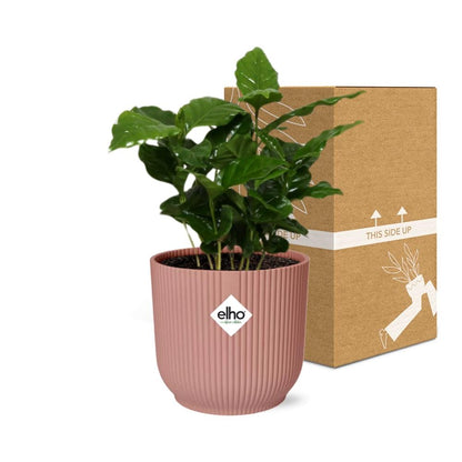 Kamerplant - Coffea Arabica - Pot Ø 14cm