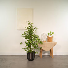 Kamerplant - Ficus benjamina Goldenking - Inclusief sierpot - Pot Ø 21cm Hoogte ↕ 95cm