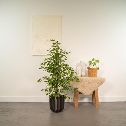 Kamerplant - Ficus benjamina Goldenking - Inclusief sierpot - Pot Ø 21cm Hoogte ↕ 95cm