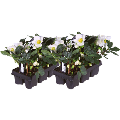 Buitenplant - Helleborus niger 'Christmas Carol' - Bloeiend - Pot Ø 9cm Hoogte ↕ 10-25cm
