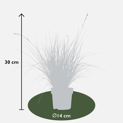 Buitenplant 6x Carex brunnea Variegata - Pot Ø 14cm Hoogte ↕ 25cm