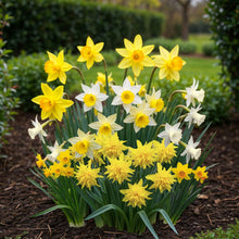 Bloembollen 20x Narcis Botanical mix - Geel & Wit - Bolmaat 10/12