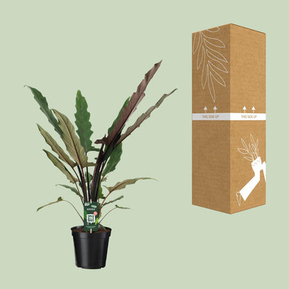 Kamerplant - Alocasia Lauterbachiana - Pot Ø 19cm Hoogte ↕ 80cm