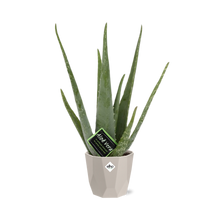 Kamerplant - Aloe Vera - Pot Ø 12cm