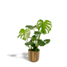 Kamerplant - Monstera Deliciosa - Pot Ø 21cm Hoogte ↕ 80cm
