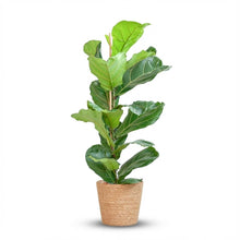 Kamerplant - Ficus Lyrata - Luchtzuiverend - Pot Ø 21cm Hoogte ↕ 80cm