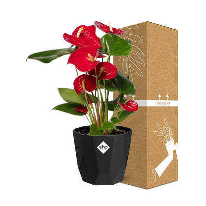 Kamerplant - Anthurium Red - Pot Ø 14cm