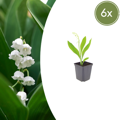 Buitenplant 6x Convallaria majalis - Geurend - Pot Ø 9cm Hoogte ↕ 10-25cm